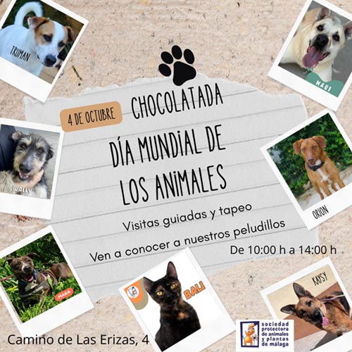 Chocolatada solidaria